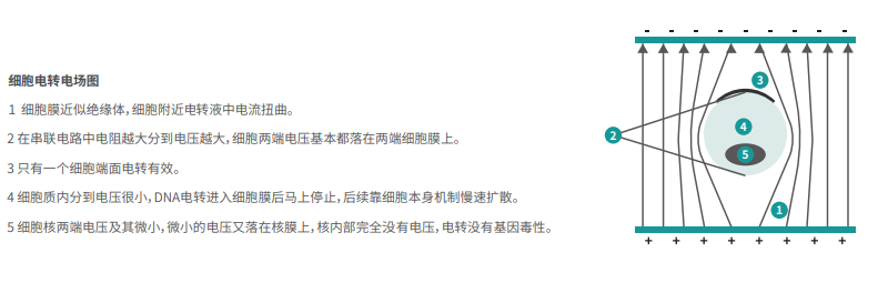 細(xì)胞電轉(zhuǎn)電場圖 細(xì)胞電轉(zhuǎn)電場圖