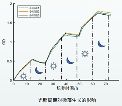 光照周期對光藻的影響